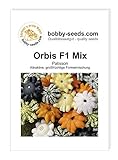 Orbis F1 Kürbissamen von Bobby-Seeds, Portion foto / 2,75 €