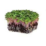 Radish Sprouting Seed - Red Arrow Variety - 1 Lb Seed Pouch - Heirloom Radish Sprouts - Non-GMO Sprouting and Microgreens photo / $19.58