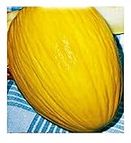 Semillas de melón arrugado de cosenza - verduras - cucumis melo - 120 semillas aproximadamente - las mejores semillas de plantas - flores - frutas raras - melones arrugados - idea de regalo original foto / 10,71 €