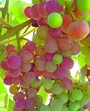 Great Tasting Sweet Table Grapes, Mars Seedless #1 Size Plant 8-12