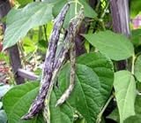 Heirloom Rattlesnake Pole Bean Seeds by Stonysoil Seed Company photo / $4.10