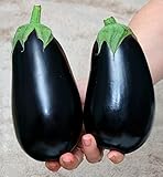 Aubergine Black Beauty - Eierfrucht - 100 Samen foto / 1,60 €