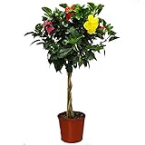 Braided Hibiscus Tree - Mixed (3 to 4 Flower Colors) - Overall Height 44