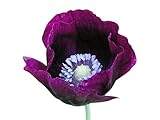 3000 Seeds of Lauren’s Grape Somniferum Poppy Seeds photo / $16.99 ($1,699.00 / Ounce)