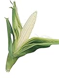 Burpee Silver Queen Sweet Corn Seeds 200 seeds photo / $6.97 ($0.03 / Count)