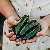 Nadapeno Jalapeno Pepper - 25 Seeds - Heirloom & Open-Pollinated Variety, Non-GMO Vegetable Seeds for Planting in The Home Garden, Thresh Seed Company photo / $7.99