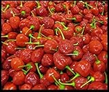 VISA STORE Süd SüÃŸe Piquante Peppadew Pfeffer Samen - 50 Samen Pepperdew Bio foto / 9,78 €