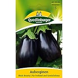 Aubergine, Black Beauty foto / 2,81 € (0,06 € / stück)