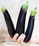 Aubergine Lang Purpur - Eierfrucht - 60 Samen foto / 1,60 €