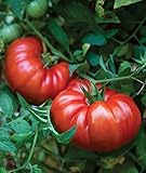 Burpee Steakhouse Hybrid 25 Non-GMO Large Beefsteak Garden Produces Giant 3 LB Fresh Tomatoes | Vegetable Seeds for Planting photo / $8.06 ($0.32 / Count)