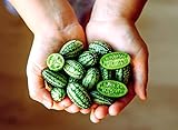 Mouse Melon Seeds | 20 Seeds | Grow This Exotic and Rare Garden Fruit | Cucamelon Seeds, Tiny Fruit to Grow photo / $6.96 ($0.35 / Count)