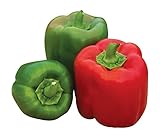 Burpee 'Sweet Candy Apple' Hybrid | Bell Pepper photo / $8.38 ($0.28 / Count)