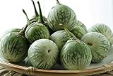 Thai Round Green Eggplant Seeds (25+ Seeds)(More Heirloom, Organic, Non GMO, Vegetable, Fruit, Herb, Flower Garden Seeds (25+ Seeds) at Seed King Express) photo / $4.69