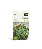 Eurogarden - Semillas Vitalfood para cultivar. Semillas sanas y naturales. (KALE WESTLANDE HERFST VITALFOODS) foto / 4,65 €