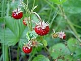 Strawberry Seeds, Woodland Wild Strawberry Fruit/Plant Seeds, 150 Strawberry Seeds Per Packet, Non GMO Seeds, (Fragaria vesca), Isla's Garden Seeds photo / $6.75 ($0.04 / Count)