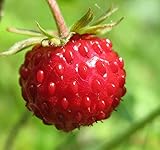 Big Pack - (5,000) Wild Strawberry, Fragaria vesca Seeds - Non-GMO Seeds by MySeeds.Co (Big Pack - Wild Strawberry) photo / $9.99 ($0.00 / Count)