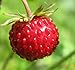 photo Big Pack - (5,000) Wild Strawberry, Fragaria vesca Seeds - Non-GMO Seeds by MySeeds.Co (Big Pack - Wild Strawberry)