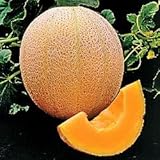 Seed Kingdom Cantaloupe Hales Best Jumbo Melon Heirloom Vegetable 3,000 Seeds photo / $12.45