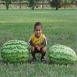 Carolina Cross Watermelons Seeds (25+ Seeds) photo / $5.69