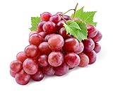 20+ Red Concord Grape Seeds - Grow Grape Vines for Wine Making, Fruit Dessert - Made in USA, Ships from Iowa. photo / $9.09