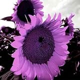 Huifang 10 piezas de semillas de girasol gigante púrpura foto / 14,99 €