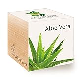 Feel Green 296244 Ecocube Aloe Vera, Nachhaltige Geschenkidee (100% Eco Friendly), Grow Your Own/Anzuchtset, Pflanzen Im Holzwürfel, Made in Austria foto / 8,59 €