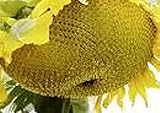 25 Seeds (PKD) Sunzilla Sunflower photo / $40.00