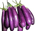 1000 Samen -Riesen Aubergine- -solanum melongena var. esculentum- foto / 6,99 €