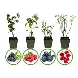 Mein schöner Garten Beeren-Set – Bestehende aus Himbeere Blaubeere Brombeere und Johannisbeere – Beeren Strauch für Garten, Terrasse und Balkon – Beeren-Set mehrjährig und immergrün foto / 44,99 €