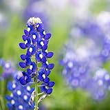 Texas Bluebonnet Seeds (Lupinus texensis) - Over 1,000 Premium Seeds - by 'createdbynature' photo / $9.99