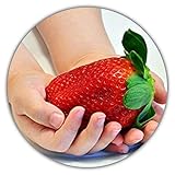 Riesenerdbeeren - Fragaria Ananassa - Erdbeersamen - 50 Samen - Größte Erdbeere Der Welt - Intensiver Geschmack - Vitaminreich foto / 3,49 € (0,07 € / stück)