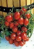 Salerno Seeds Grape Tomato Crovarese Pomodoro Heirloom Tomato 3 Grams Made in Italy Italian Non-GMO photo / $4.99