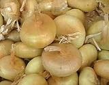 Onion Seeds - Borettana Cippolini - Classic Button Shape - 