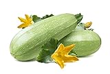 Summer Squash, Zucchini Grey Seeds photo / $5.99