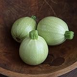 David's Garden Seeds Zucchini Round Cue Ball (Green) 25 Non-GMO, Hybrid Seeds photo / $4.95