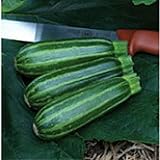 Bush Baby Squash Seeds (25 Seed Packet) (More Heirloom, Organic, Non GMO, Vegetable, Fruit, Herb, Flower Garden Seeds at Seed King Express) photo / $4.79