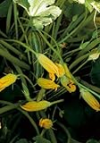 Salerno Seeds Squash Zucchini Blossoms Only Fiori Alberello 8 Grams Made in Italy Italian Non-GMO photo / $4.99