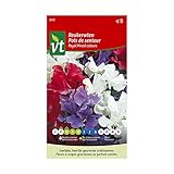 Guisante de olor Royal colores mixtos - semillas de flores foto / 4,45 €