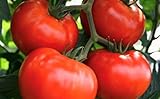 250 Tomato Seeds Manitoba| Non-GMO | Fresh Garden Seeds photo / $5.95 ($0.02 / Count)