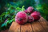 Detroit Dark Red Beet Seeds photo / $3.99