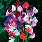 Beautiful Royal Sweet Pea Flower, 25 Heirloom Flower Seeds Per Packet, Non GMO Seeds photo / $5.99 ($0.24 / Count)