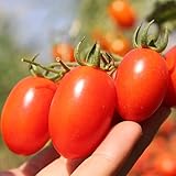 Roma Tomato Seeds (50 Seeds) photo / $1.99 ($0.04 / Count)