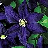 50 Dark Purple Clematis Seeds Bloom Climbing Perennial Flowers Seed Flower Vine Climbing Perennial photo / $9.99