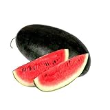 Semilla de fruta fresca con 10pcs Bola de vidrio Semillas de sandía Fantásticas semillas de frutas deliciosas comestibles para plantar Garden Yard Home Paisajismo foto / 0,01 €