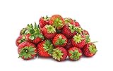 Seascape Everbearing Strawberry Bare Roots Plants, 25 per Pack, Hardy Plants Non GMO photo / $15.99