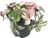 Tradescantia Tricolor 'Pink Princess' (Wandering Dude, Spiderwort, Inch Plant) Live Indoor Houseplant, 4 Inch Nursery Pot (Diameter) photo / $22.86