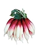 Burpee Fire 'n Ice Radish Seeds 300 seeds photo / $6.98