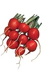 Burpee Cherry Belle Radish Seeds 2000 seeds photo / $9.96