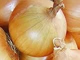 Onion, Texas Early Grano Onion Seeds, Heirloom, Non GMO 25+ Seeds, Short Day, Vidiala Type photo / $1.99