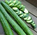 Armenian Dark Green Cucumber Seeds, 100 Heirloom Seeds Per Packet, Non GMO Seeds, Botanical Name: Cucumis sativus, Isla's Garden Seeds photo / $6.25 ($0.06 / Count)